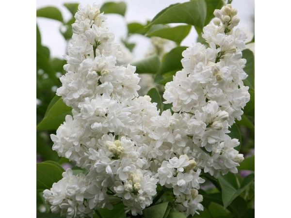 LILIAC ALB