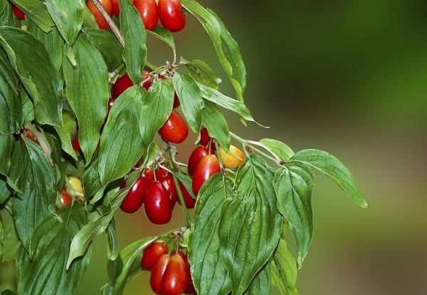Cornus Elegantnyj - imagine 2