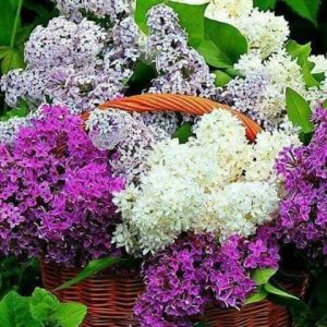 LILIAC