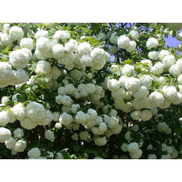 Viburnum opulus