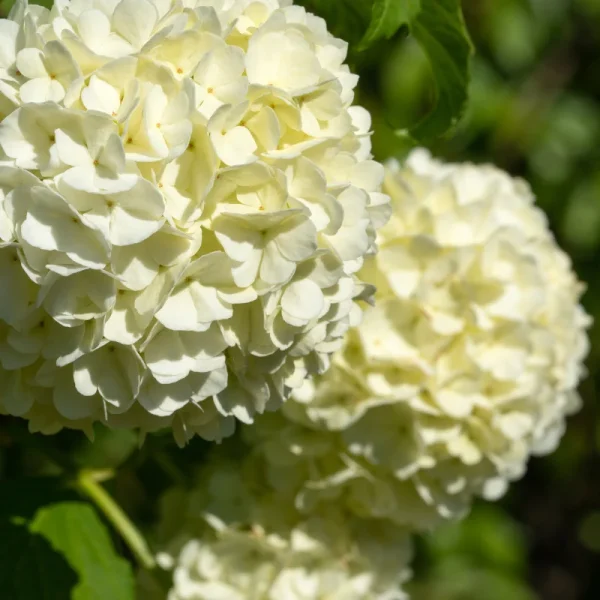 Viburnum opulus - imagine 2