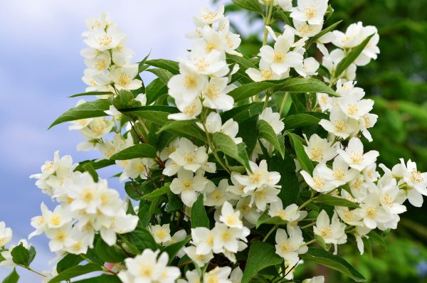 Philadelphus coronarius