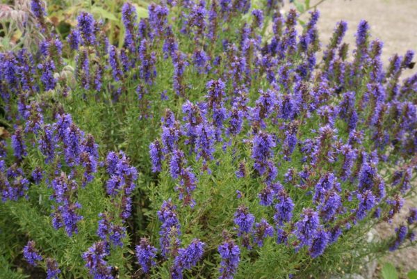 Hyssopus officinalis pachet 10 buc - imagine 3