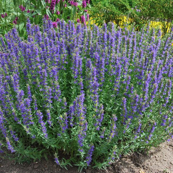 Hyssopus officinalis pachet 10 buc