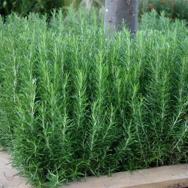Rosmarinus officinalis pachet 10 buc - imagine 2
