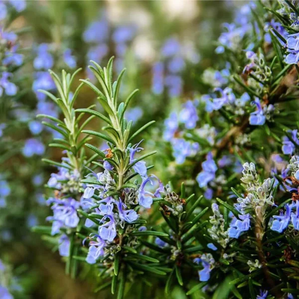 Rosmarinus officinalis pachet 10 buc