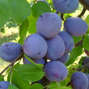 prun fructifer romanesc