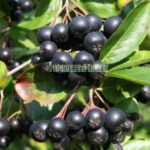 ARONIA