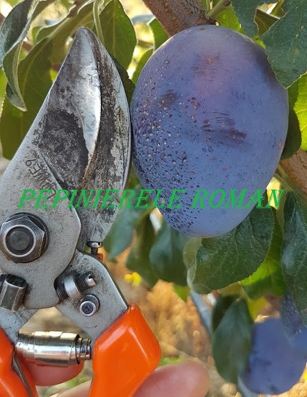 babana-lui-Doru.jpg babana-lui-Doru.jpg