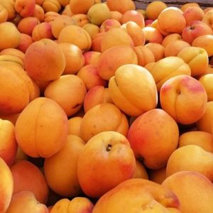 Pom fructifer Cais Favorit, Campul 2, Radacina Libera