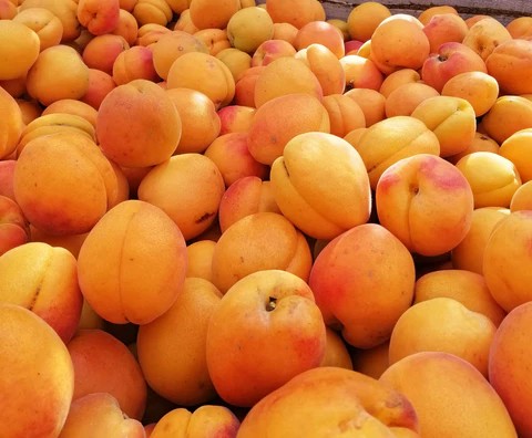 Pom fructifer Cais Favorit, Campul 2, Radacina Libera