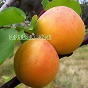 cais soiul Sirena pom fructifer