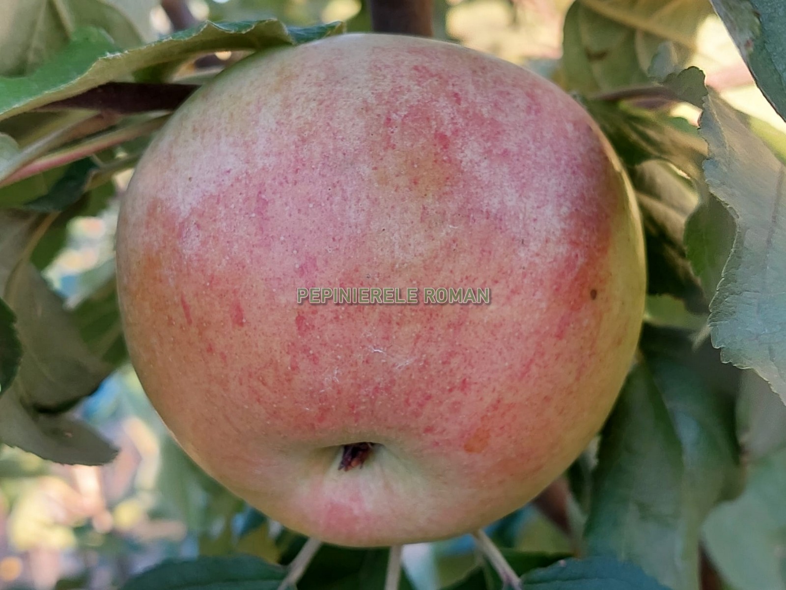 cretesc-w02.jpg cretesc-w02.jpg