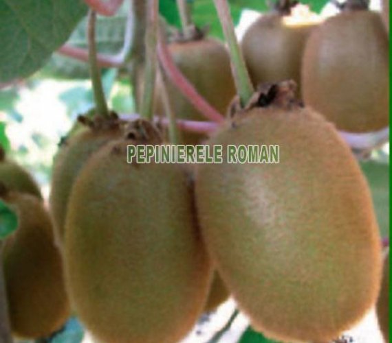 kiwi-hayward-clone-8.jpg kiwi-hayward-clone-8.jpg