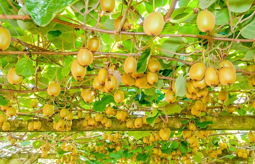 kiwi-plantatie.jpg kiwi-plantatie.jpg
