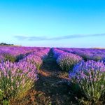 Lavanda