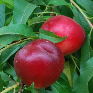 nectarin independence pom fructifer anul 2