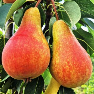 specia păr (Pyrus communis).