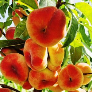 pom fructifer piersic