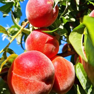 pom fructifer piersic