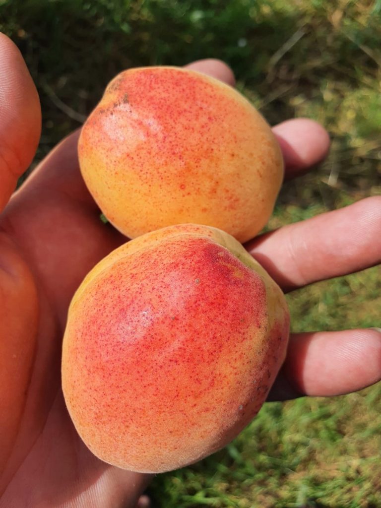 pom fructifer cais de vanzare