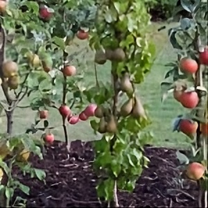 POMI COLUMNARI SI DWARF