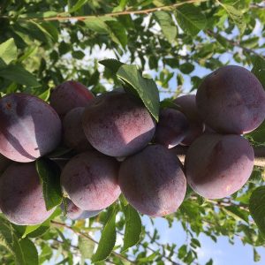 pom fructifer în grădină