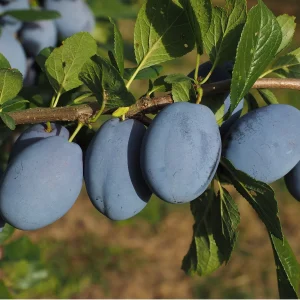 pom fructifer soi rezistent