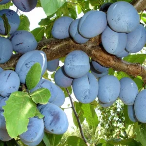 pom fructifer specia prun