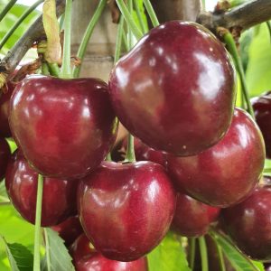 cires cu fructe mari