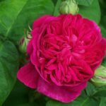 TRANDAFIRI DE DULCEATA