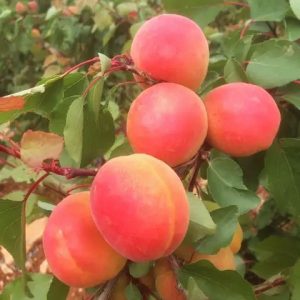 Cais fructifer Mogador