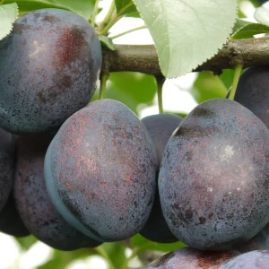 pom fructifer autofertil