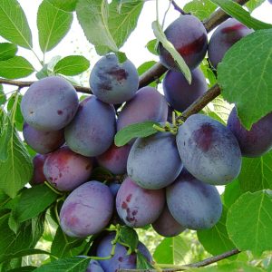 Pom fructifer Prun tita