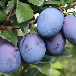 pom fructifer de top