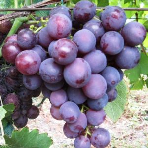 Vita de vie de masa Rosfor