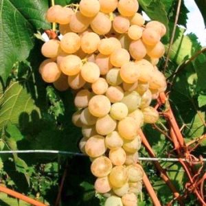 Vita de vie de masa Timpuriu de Cluj